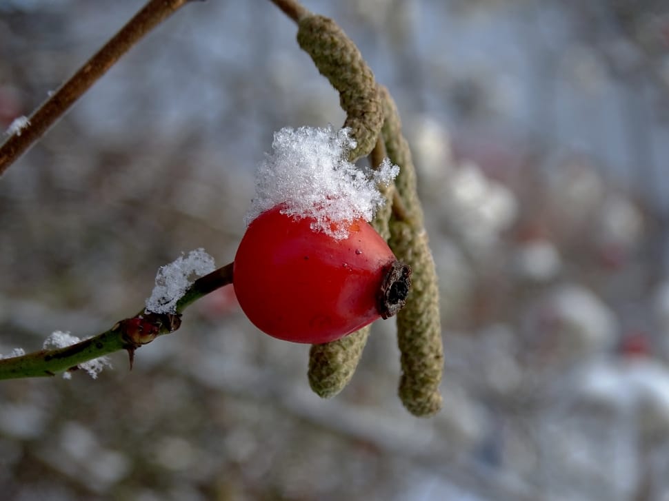 Rose Hip, Winter, Snow, Cold, Nature, winter, cold temperature preview