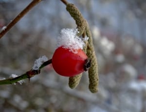 Rose Hip, Winter, Snow, Cold, Nature, winter, cold temperature thumbnail