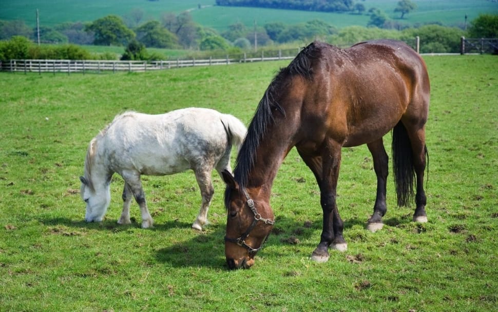 brown horse with white colt on grass field preview