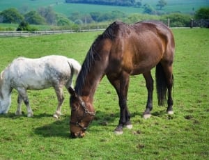 brown horse with white colt on grass field thumbnail