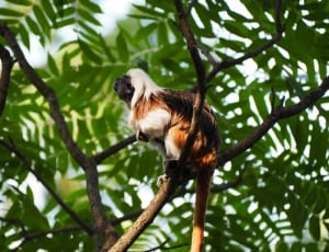 white and brown monkey on tree during daytime thumbnail