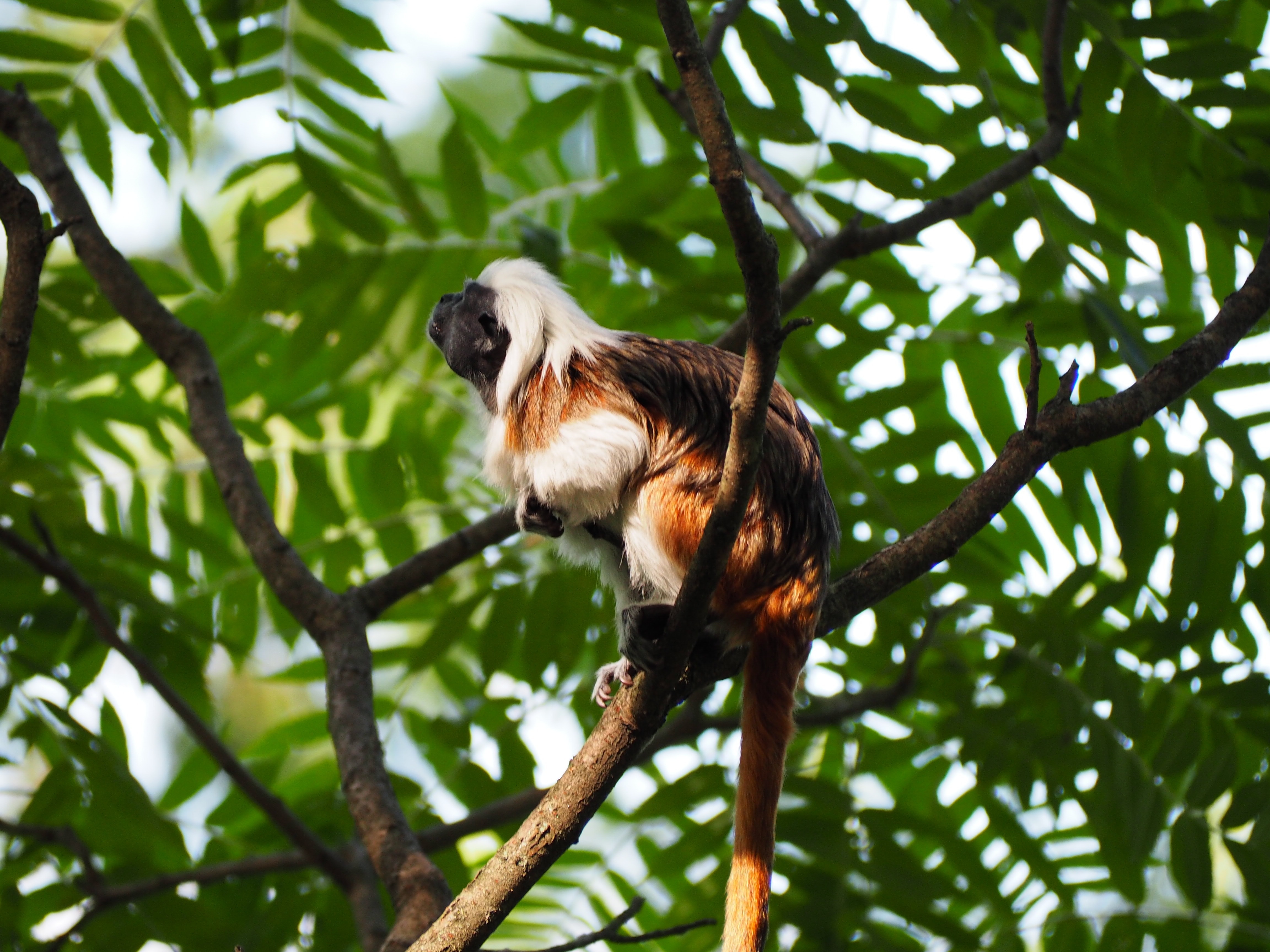white and brown monkey on tree during daytime