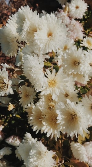 blooming white petaled flowers thumbnail