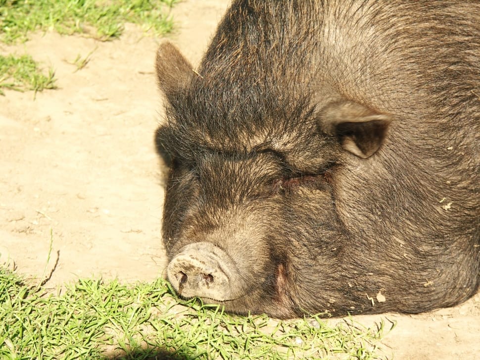 gray pig lying on soil with grass during daytime preview