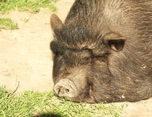 gray pig lying on soil with grass during daytime thumbnail