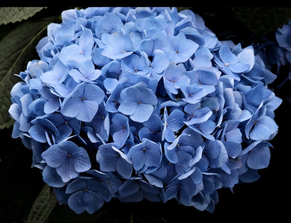 bouquet of blue petaled flowers preview