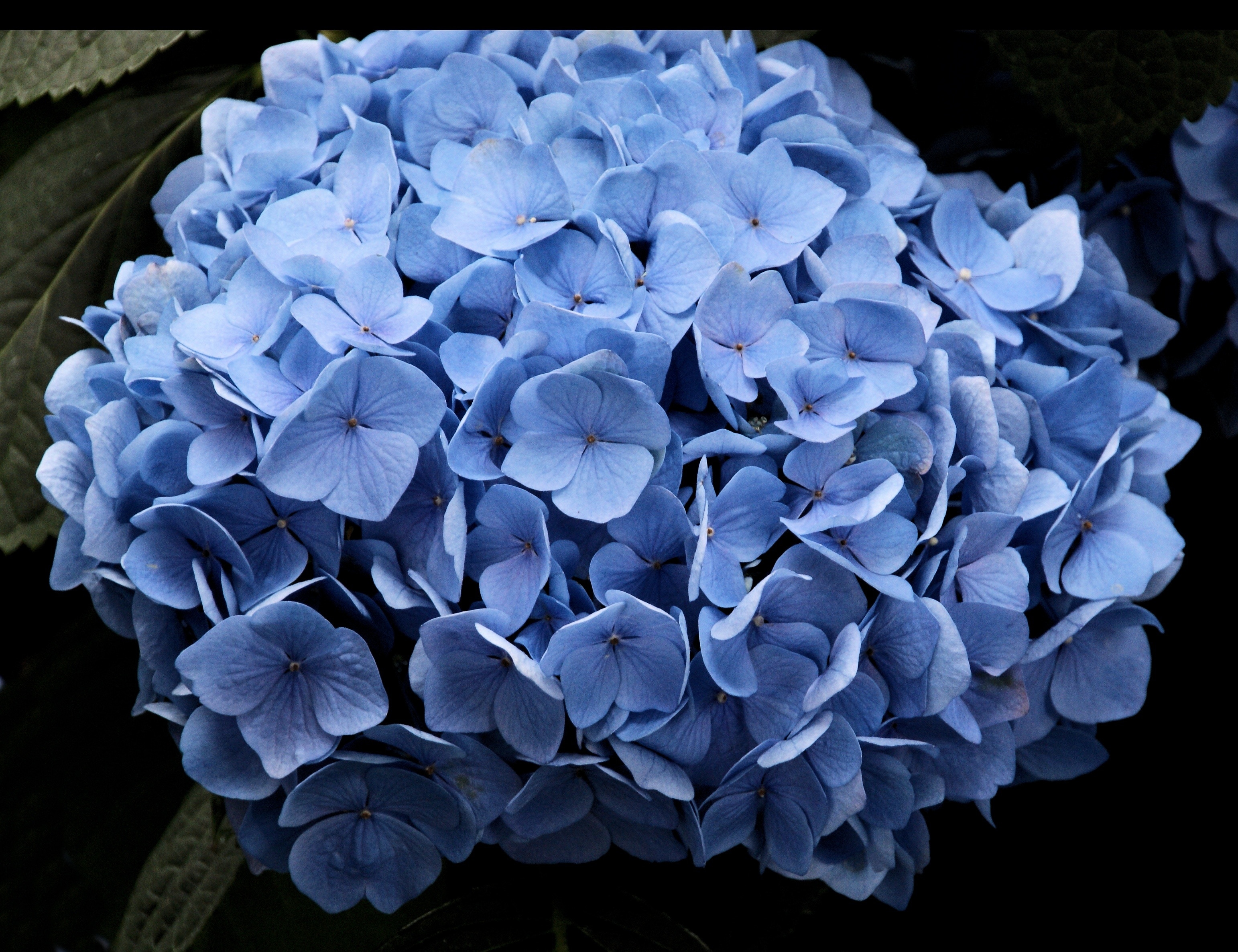 bouquet of blue petaled flowers