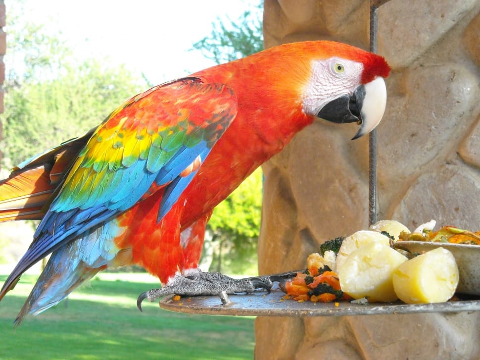 red budgerigar