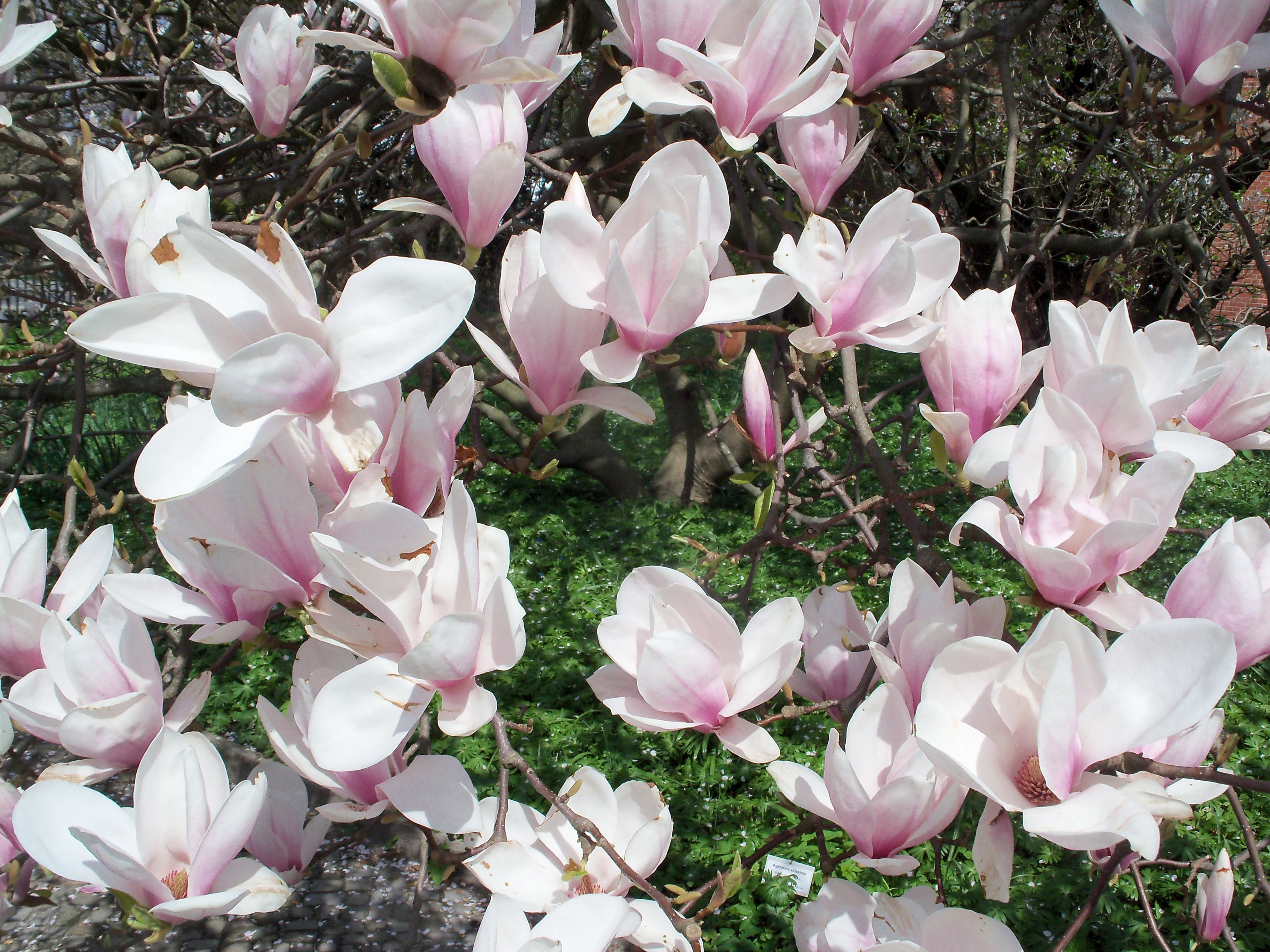 pink and white petal flowers