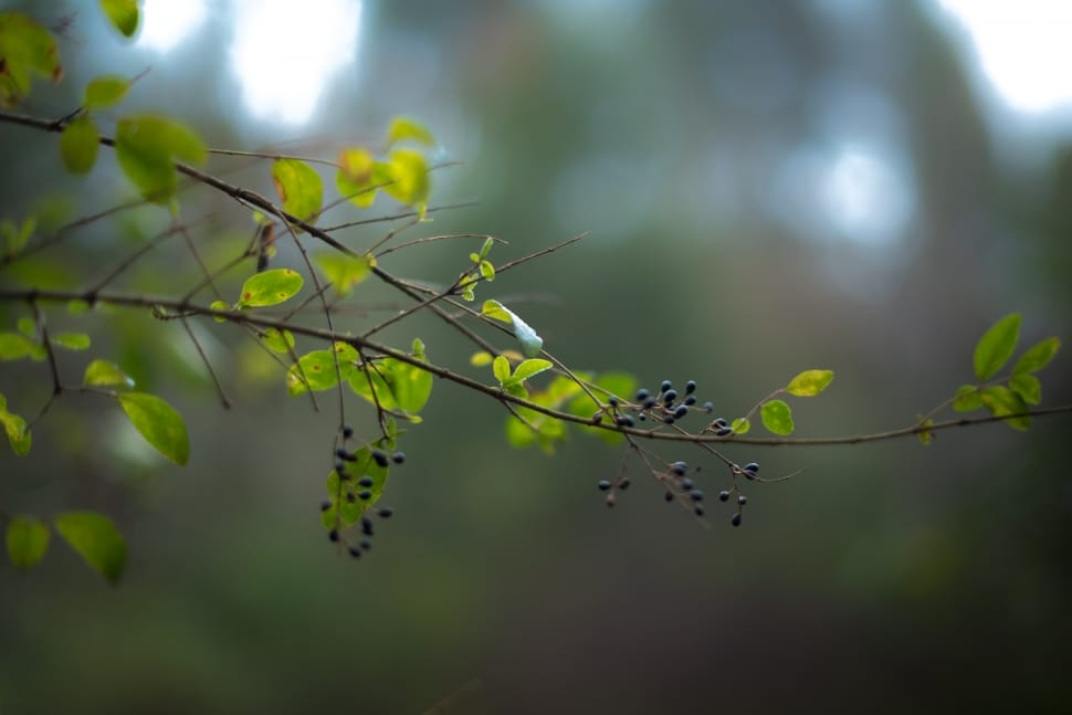 selective focus of black round buds on branch preview