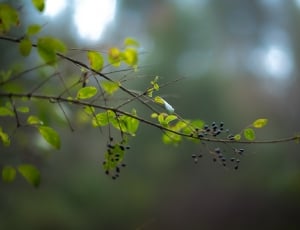 selective focus of black round buds on branch thumbnail