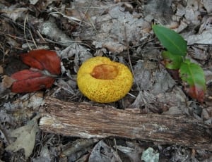 yellow round fruit thumbnail