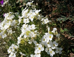 white 4 petal flower thumbnail