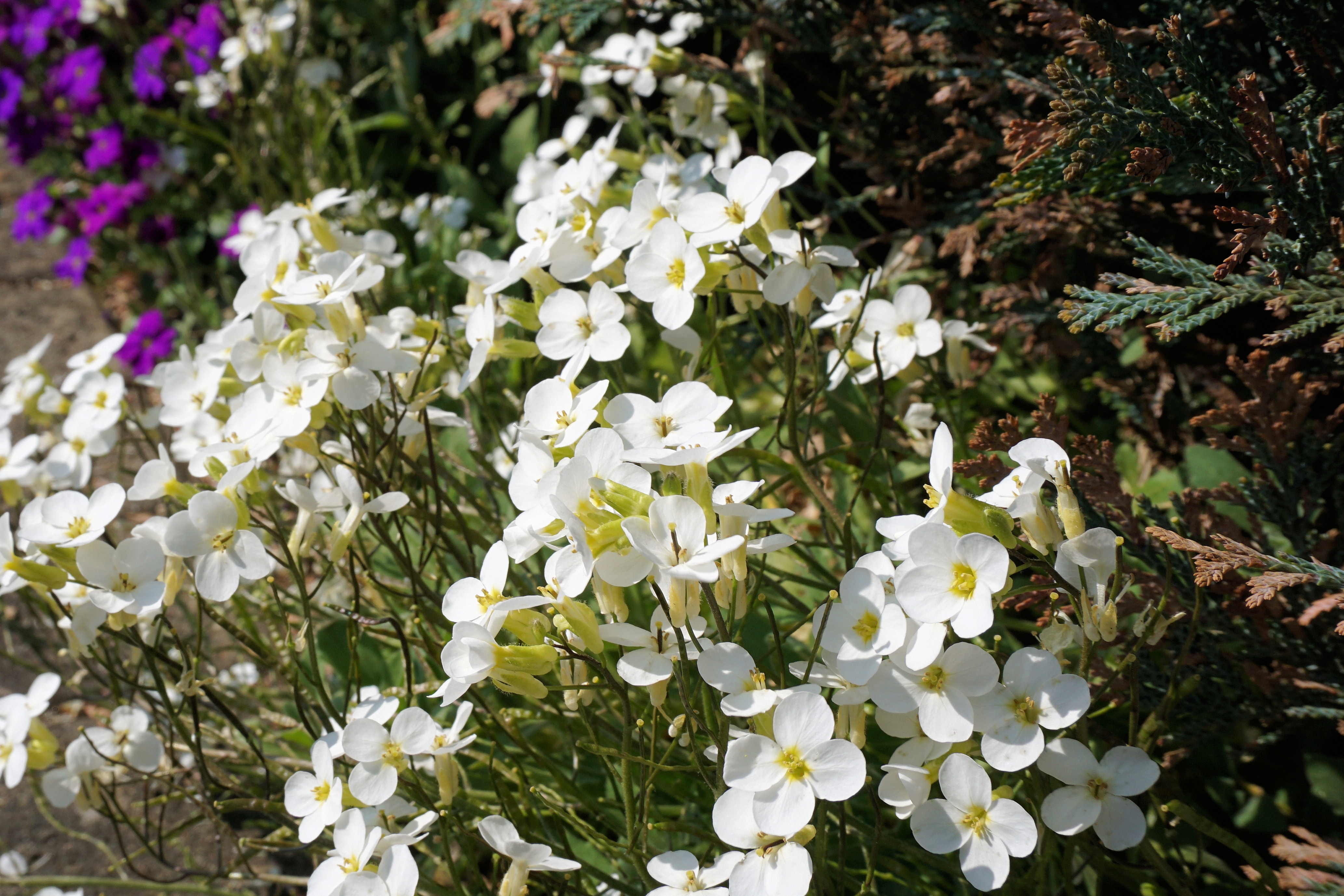 white 4 petal flower