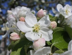 white apple blossoms thumbnail