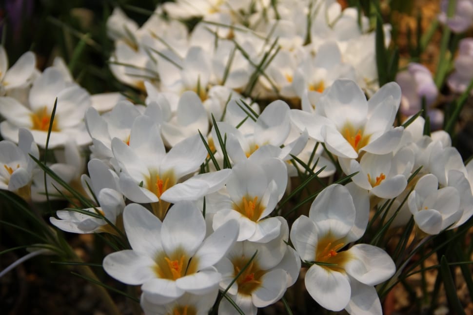 white crocus flower plant preview