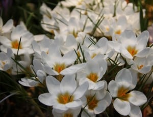 white crocus flower plant thumbnail