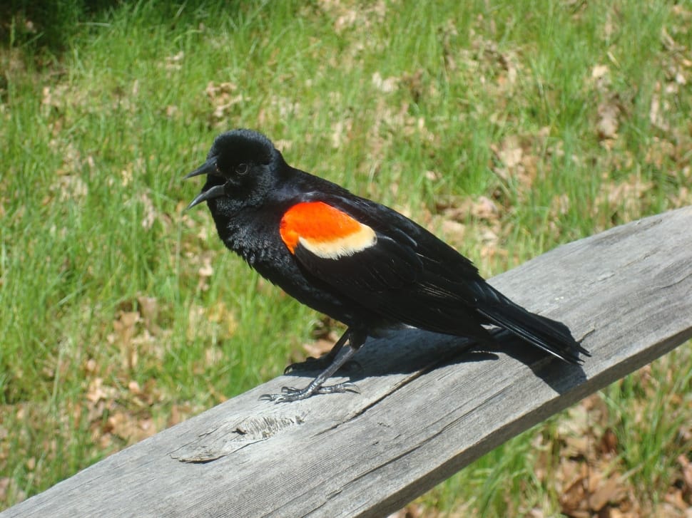 red winged blackbird preview