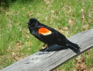 red winged blackbird thumbnail