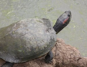 gray and brown turtle thumbnail