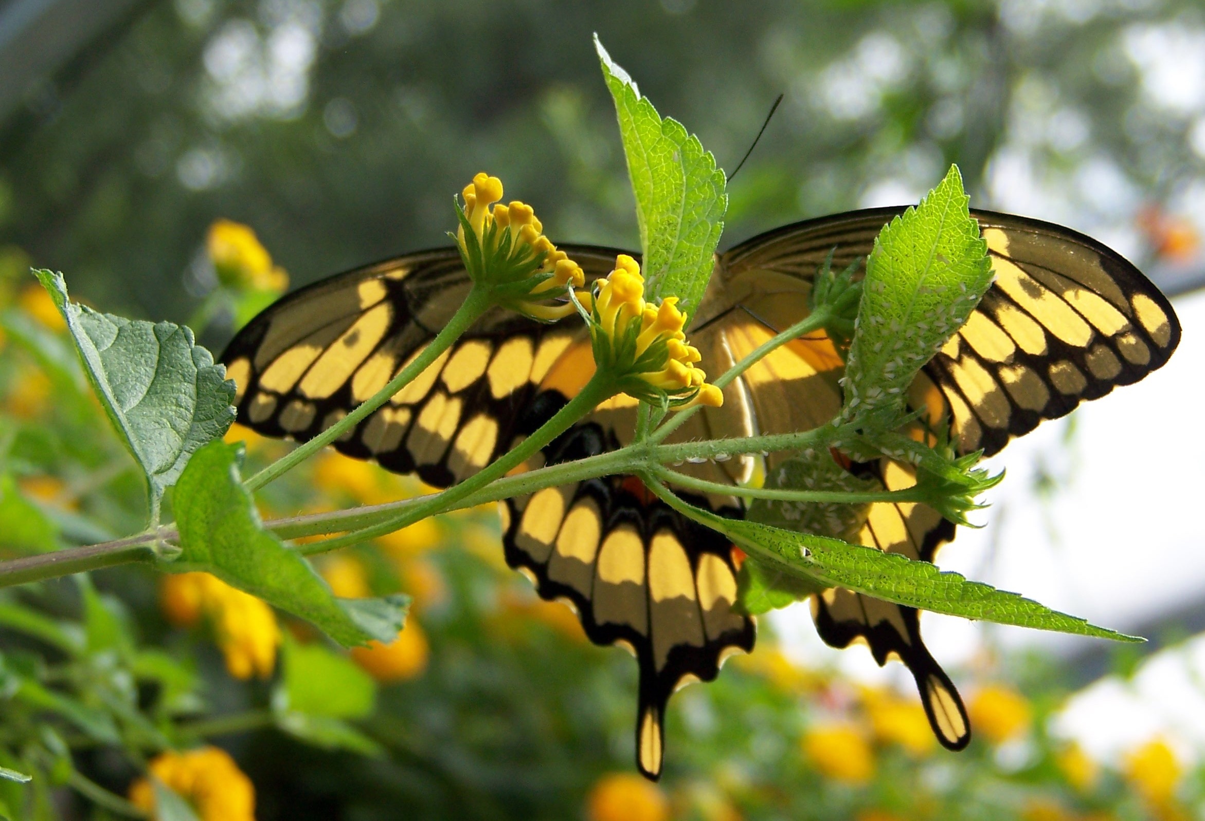 yellow and black swallowtail butterfly