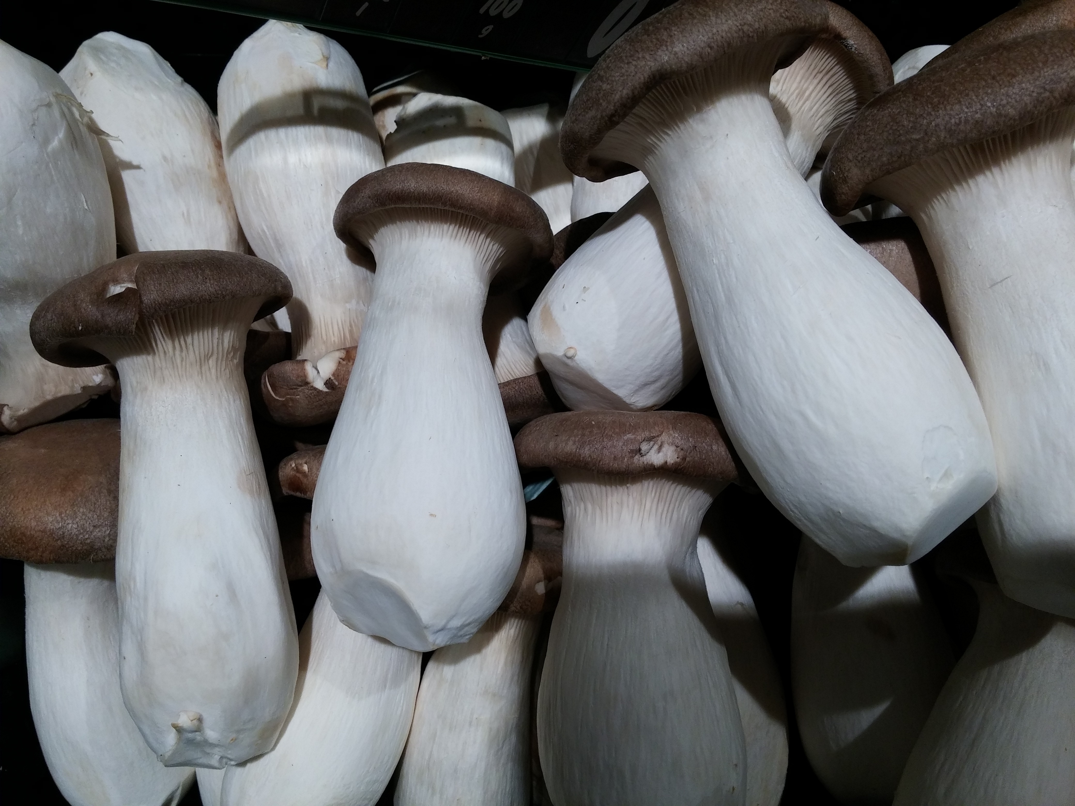 mushrooms lot