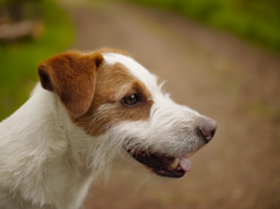 tan and white Parson russell terrier preview