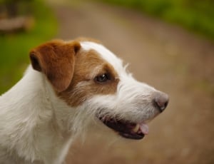 tan and white Parson russell terrier thumbnail
