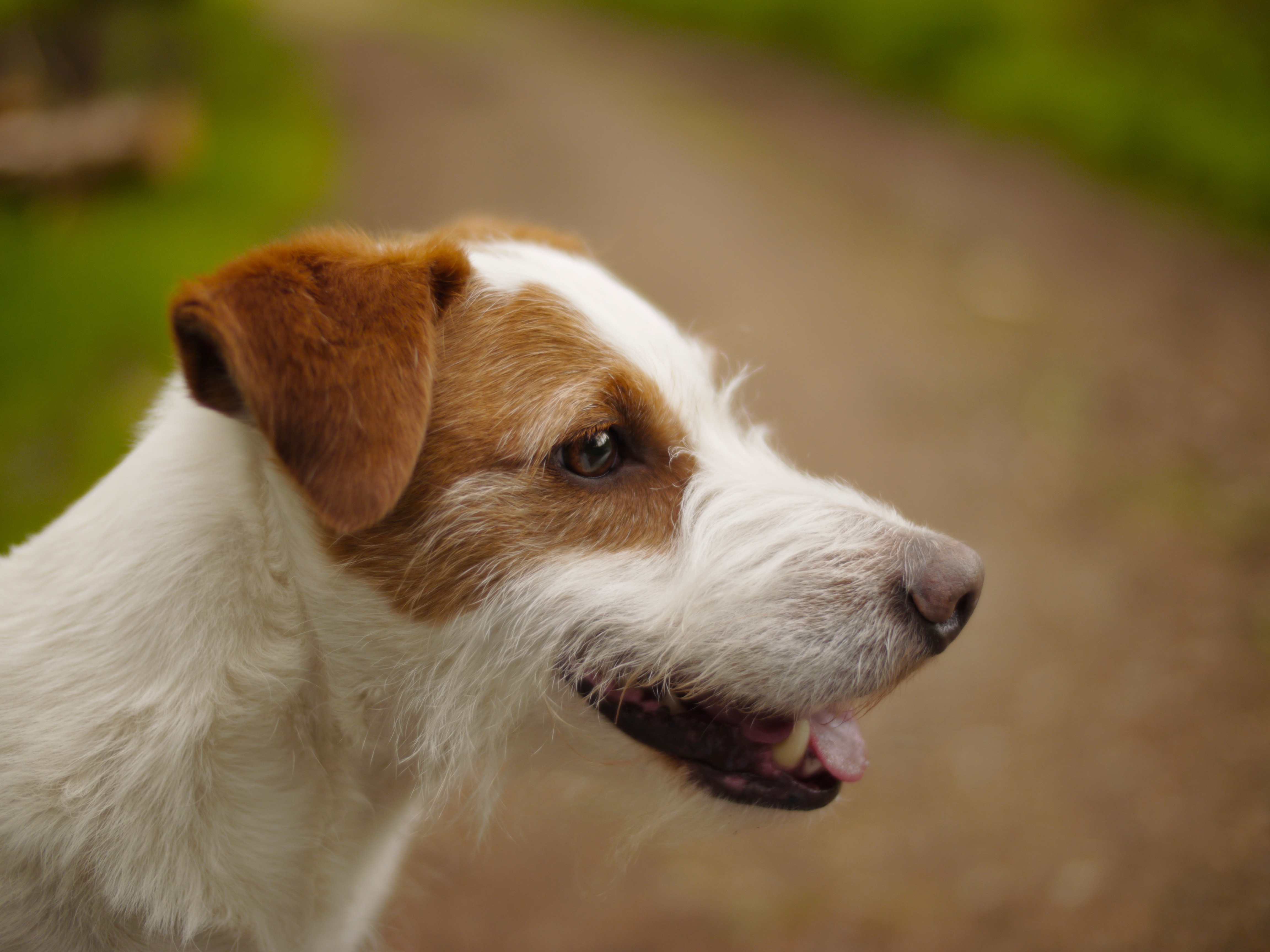 tan and white Parson russell terrier