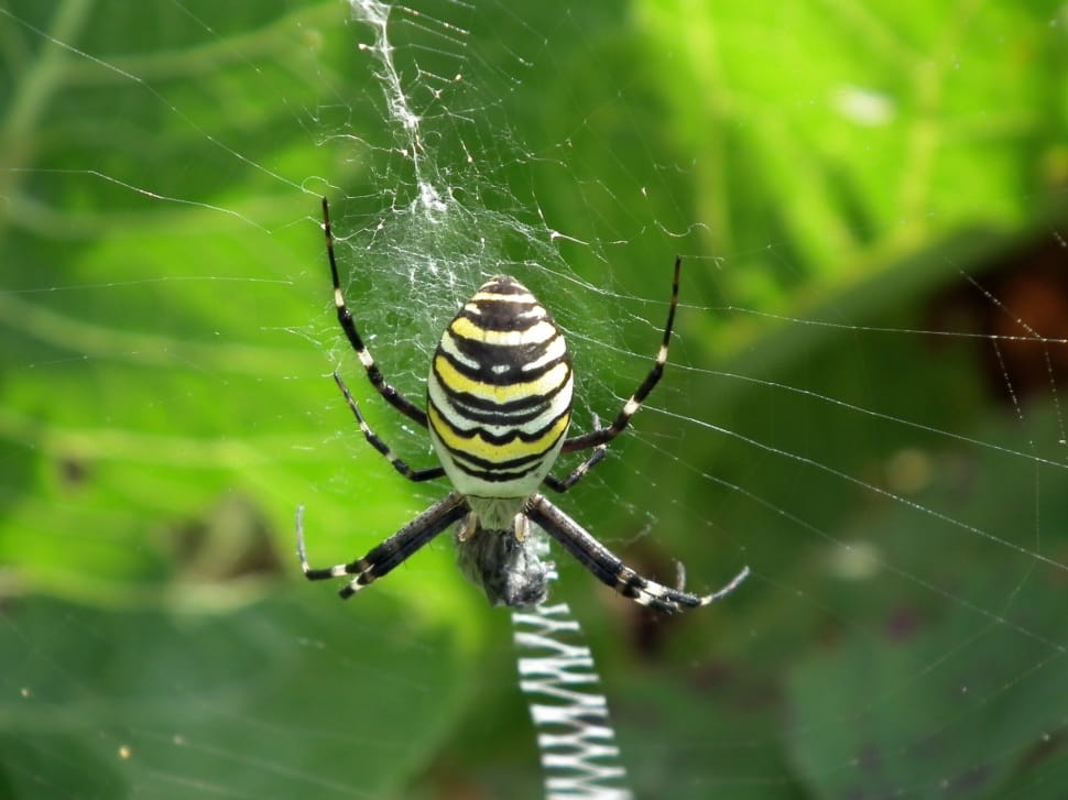 argiope spider preview