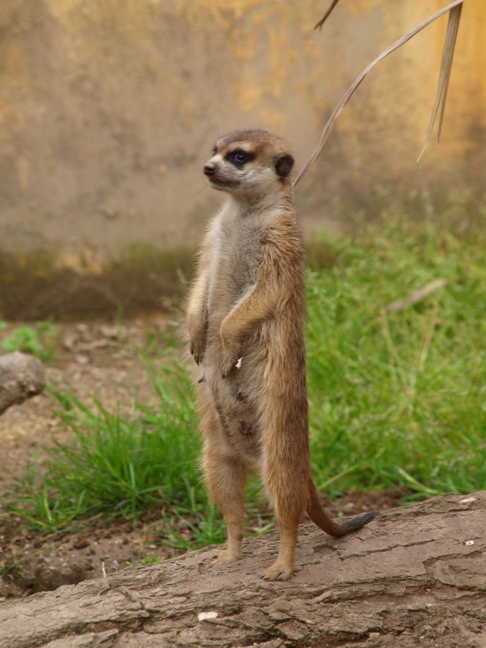 brown and gray meerkat standing on brown tree trunk preview