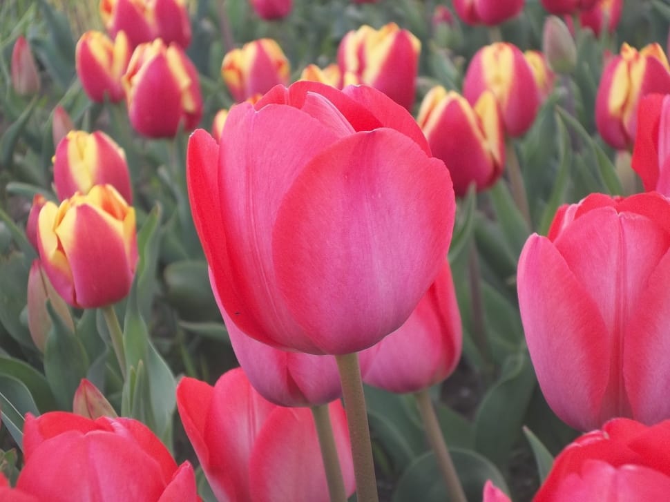 pink tulips preview