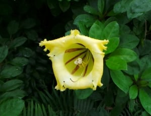 yellow solandra flower thumbnail