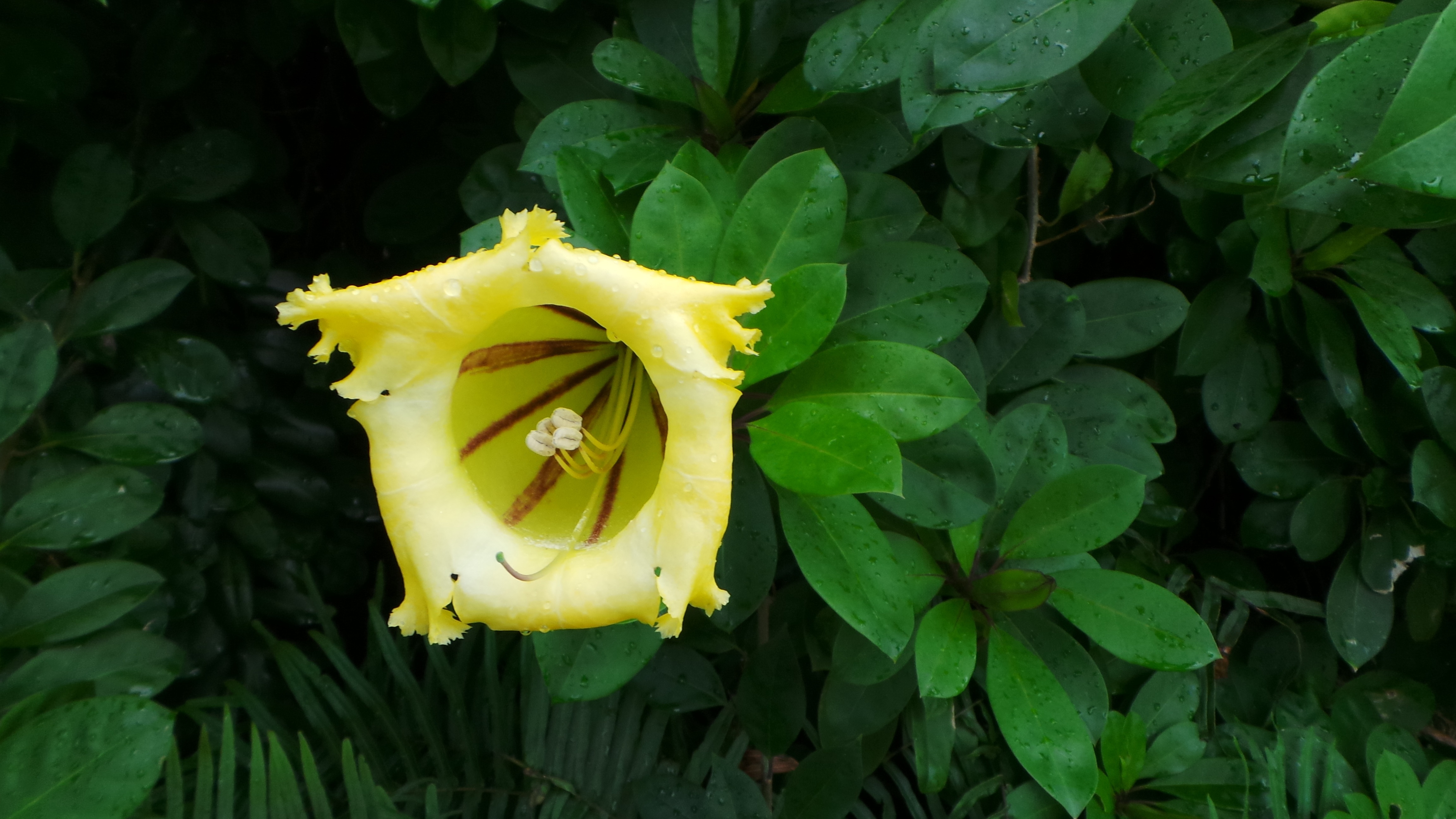 yellow solandra flower