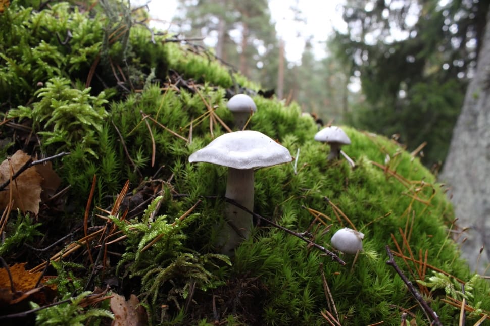 grey mushroom preview