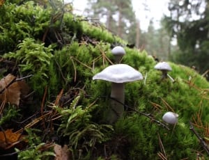 grey mushroom thumbnail