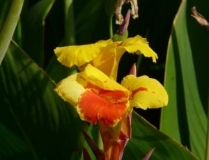 yellow orange canna lilies thumbnail
