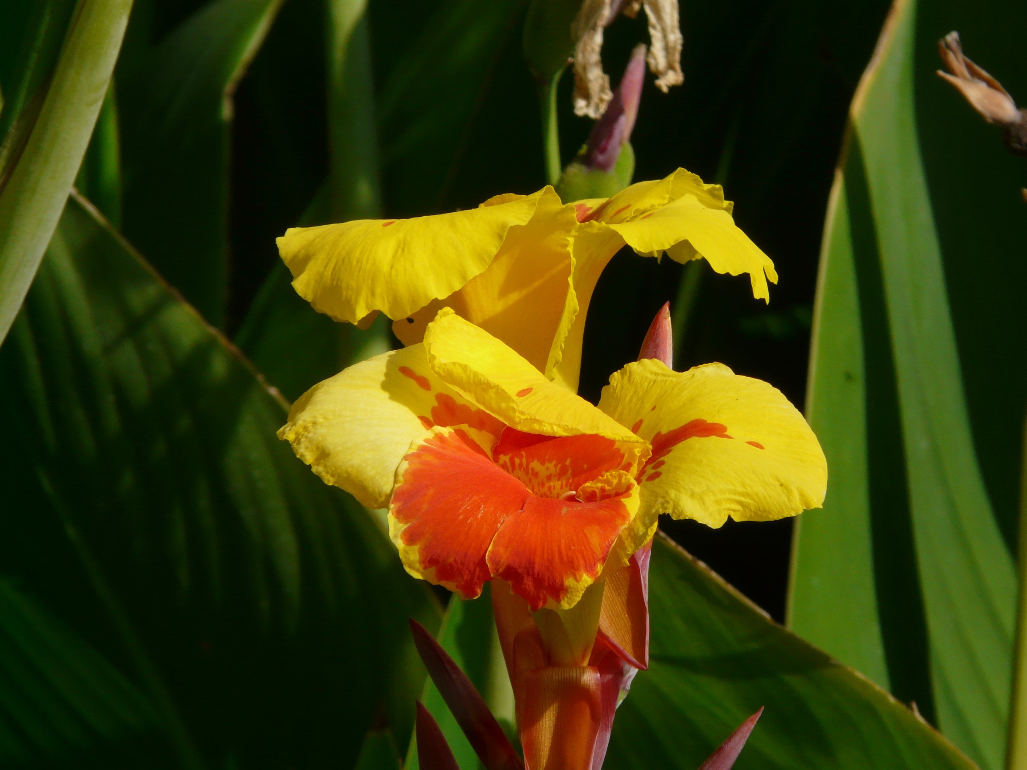 yellow orange canna lilies