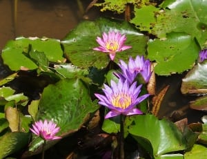 photography of purple petaled flower thumbnail