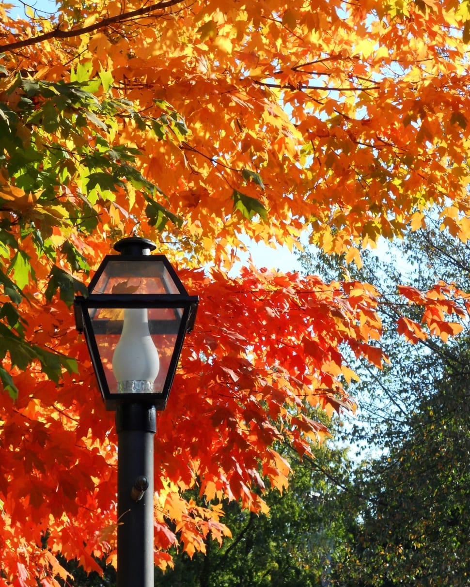 black pedestal lamp with orange maple leaf tree during daytime preview