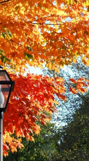 black pedestal lamp with orange maple leaf tree during daytime thumbnail
