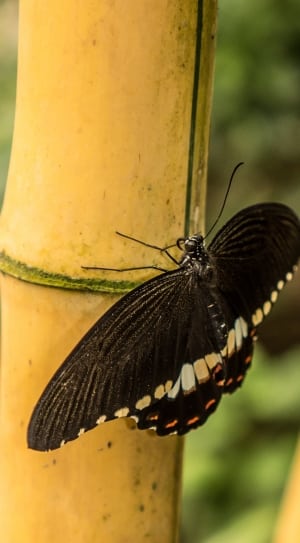 black-and-white butterfly on bamboo stick thumbnail