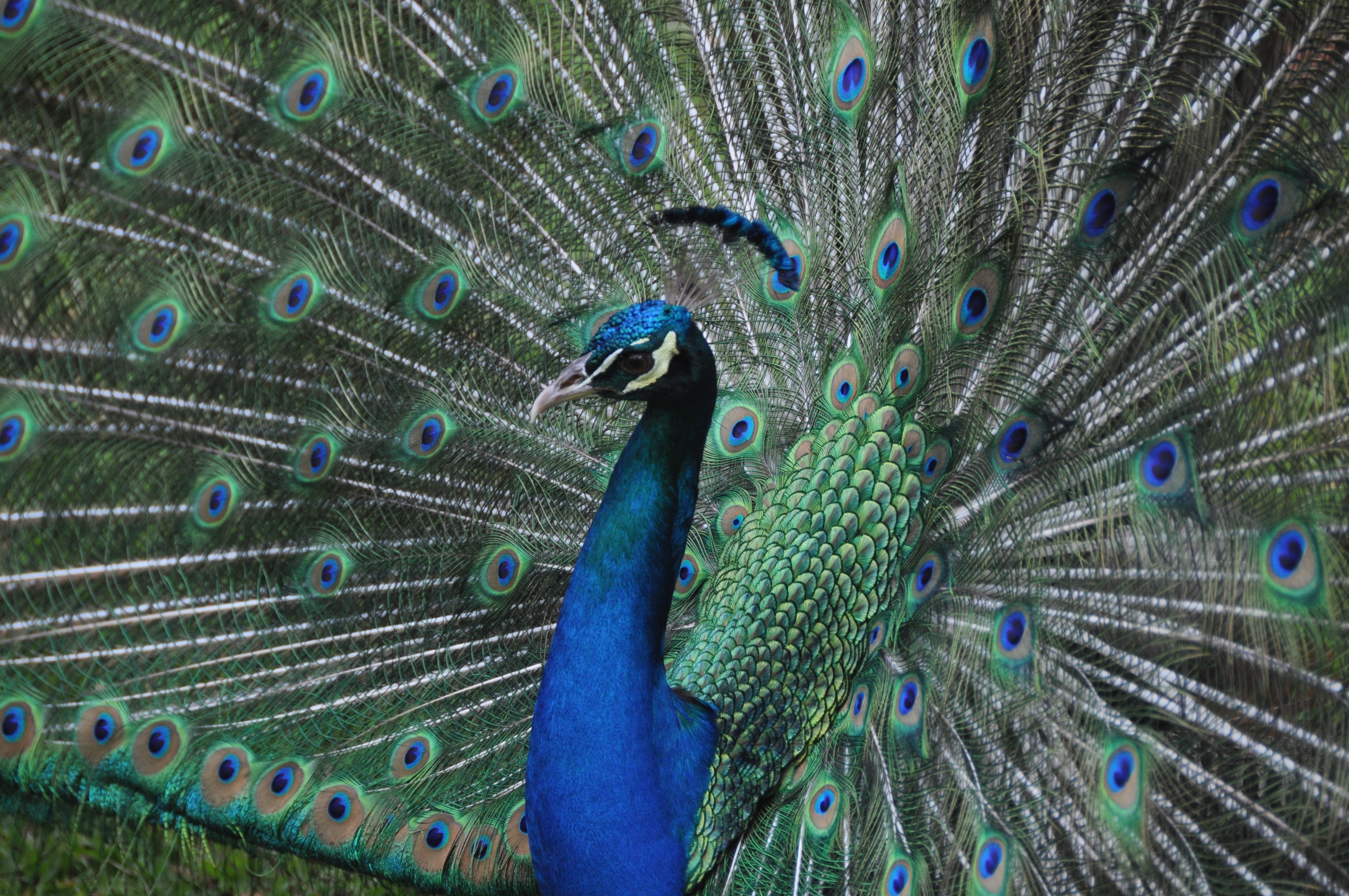 green and blue peacock