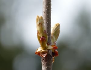 beige and  yellow alternate buds plant thumbnail