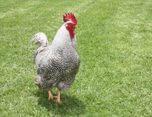 white and gray rooster thumbnail