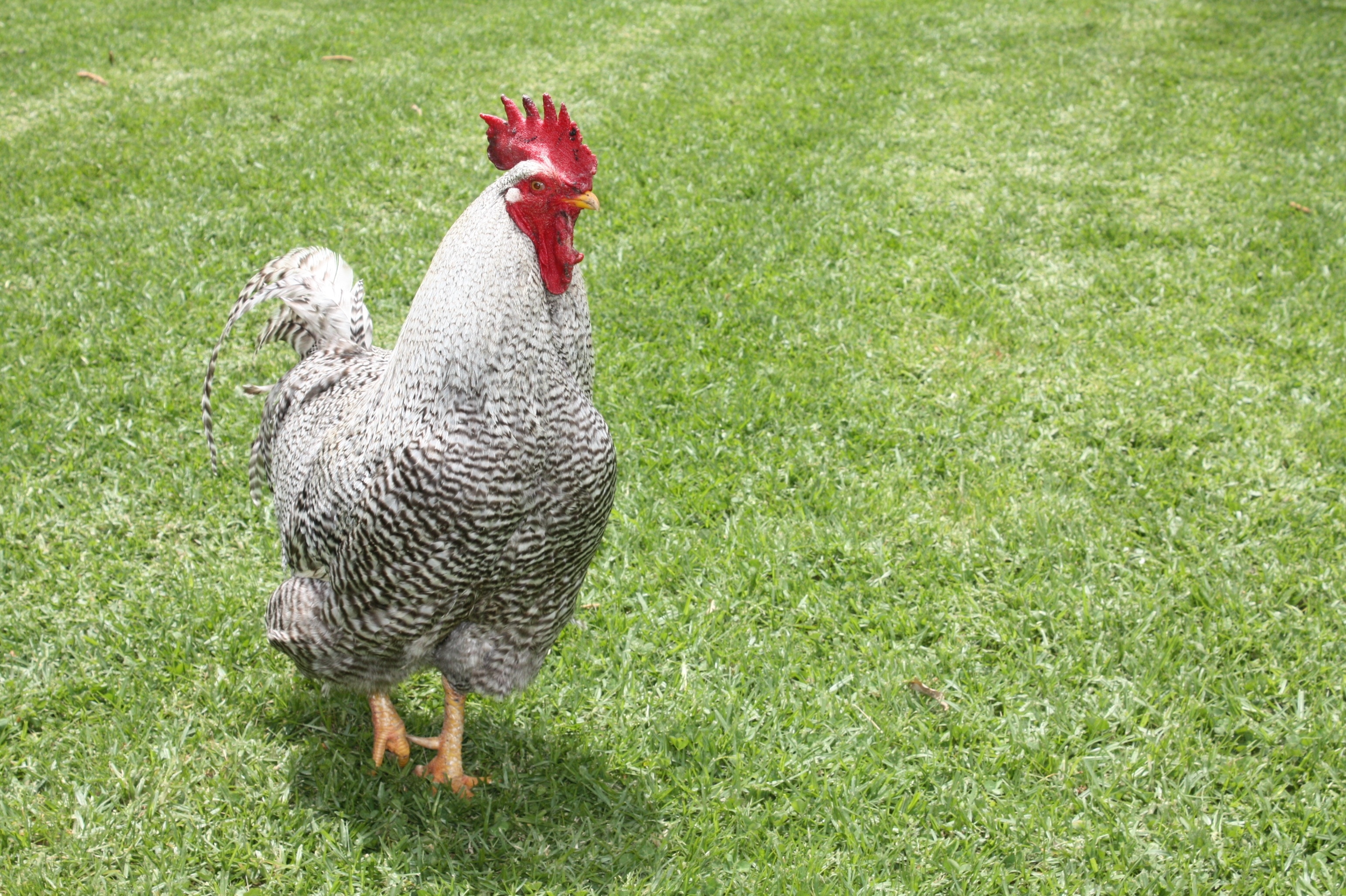 white and gray rooster