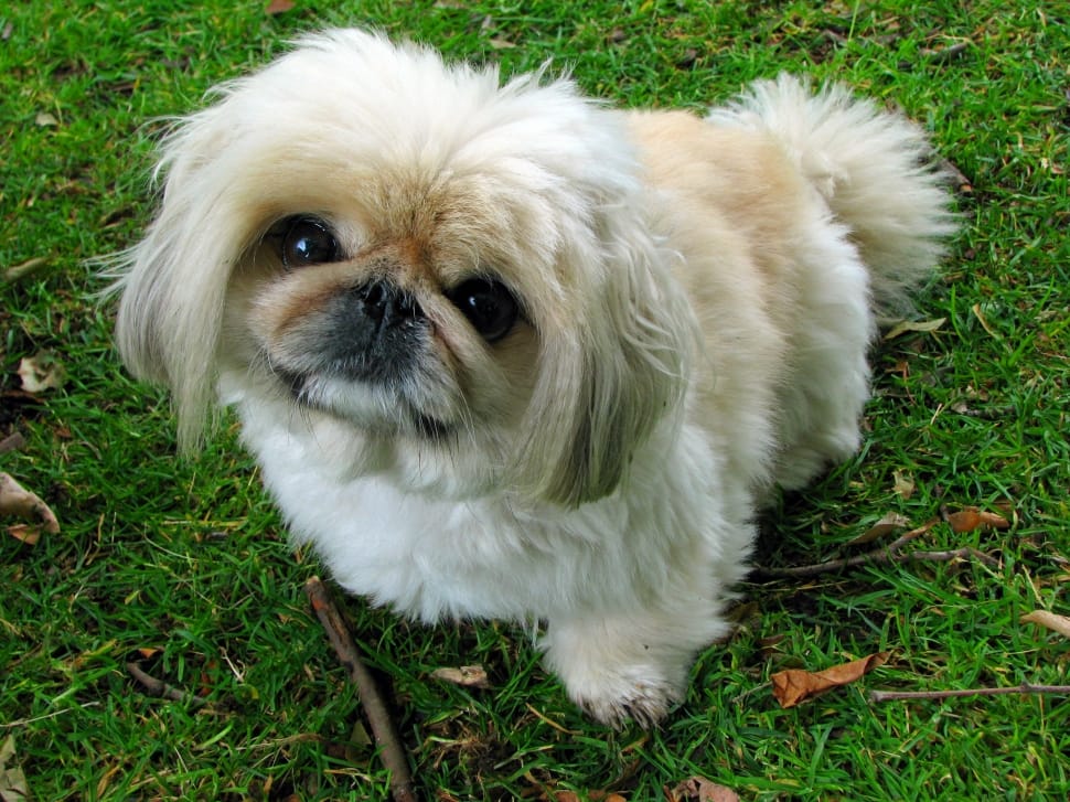 fawn pekingese preview