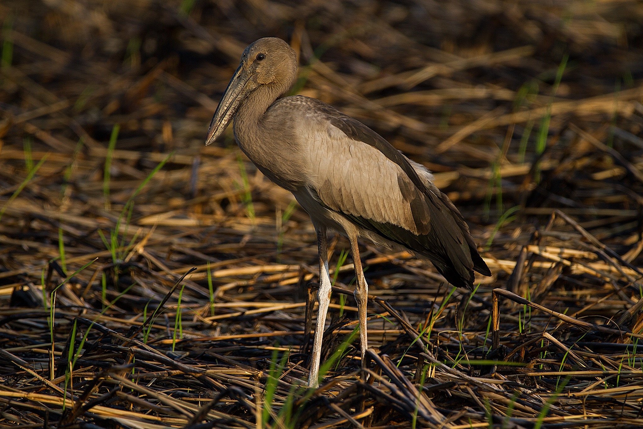 brown long beak bird