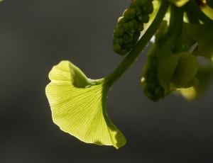 green flower thumbnail