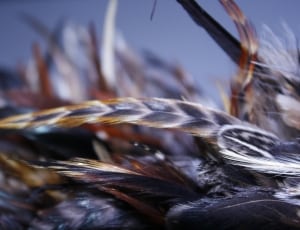 black and brown feathers thumbnail